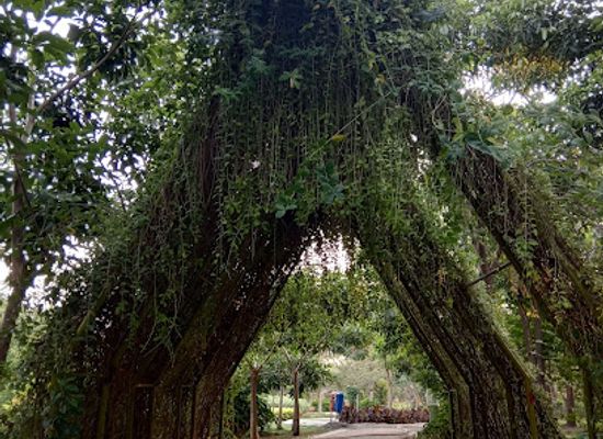 indonesia/surabaya/attraction/hutan-bambu-keputih-surabaya