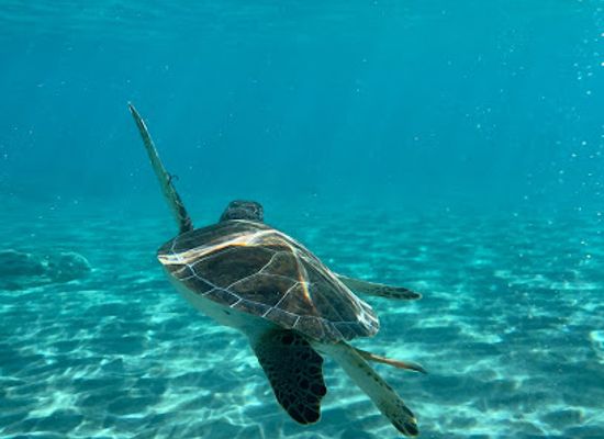 cyprus/protaras/attraction/turtles-swim