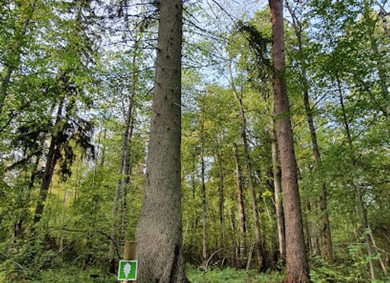 latvia/sigulda/attraction/baltijas-lielaka-egle