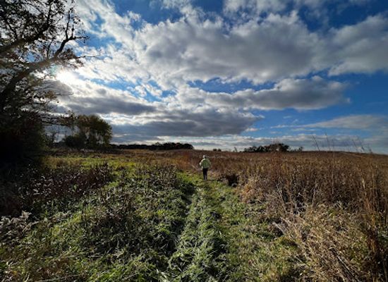 illinois/prairie-state/attraction/volo-bog-state-natural-area