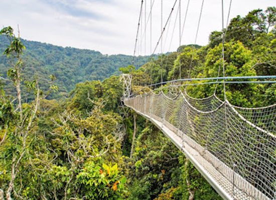 rwanda/lake-kivu/attraction/nyungwe-forest-national-park