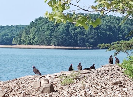 kentucky/cumberland-plateau/attraction/holly-bay