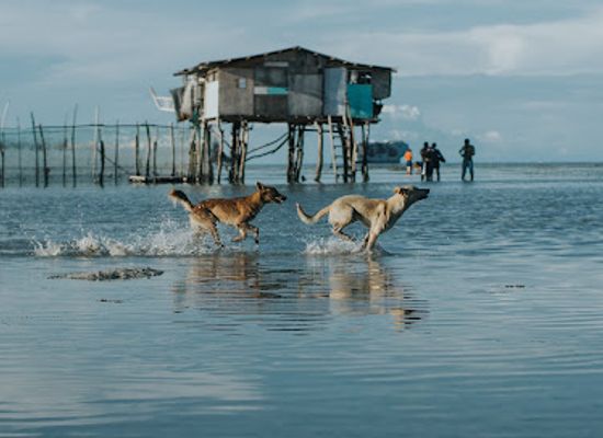 philippines/cebu-city/mactan-island/attraction/tambayan-sa-mangroves