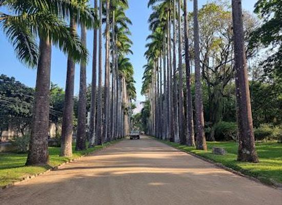 brazil/rio-de-janeiro/attraction/botanical-garden-of-rio-de-janeiro
