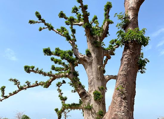 senegal/thies/attraction/foret-de-baobabs