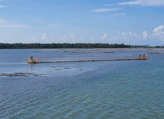sri-lanka/jaffna-peninsula/attraction/mangrove-forestation