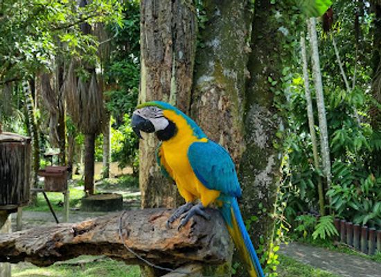 peru/loreto/attraction/centro-de-rescate-amazonico-amazon-rescue-center