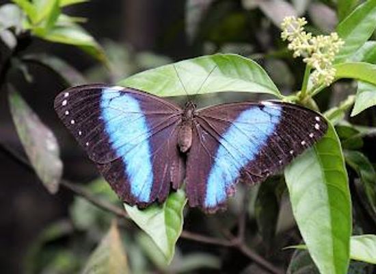 suriname/marienburg/attraction/neotropical-butterfly-park