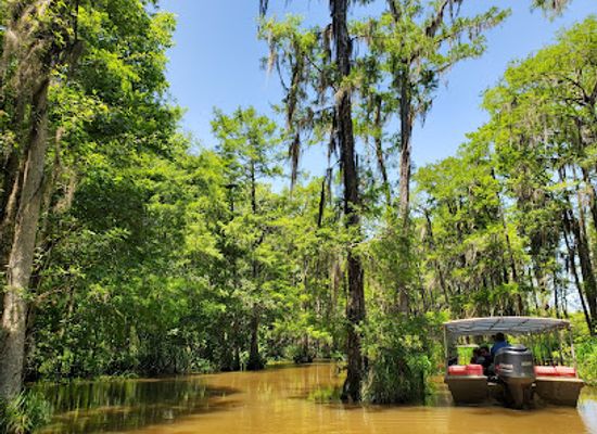 louisiana/northshore/attraction/pearl-river-wildlife-management-area