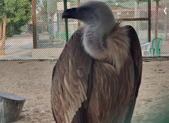 saudi-arabia/eastern-province/attraction/aquatic-and-wildlife-museum