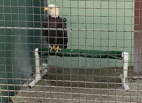 florida/fort-myers/attraction/raptor-aviary-the-calusa-nature-center-planetarium