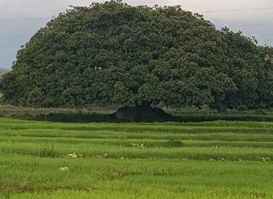 eritrea/dekemhare/attraction/daero