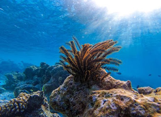 maldives/kaafu-atoll/attraction/gaafaru-coral-garden