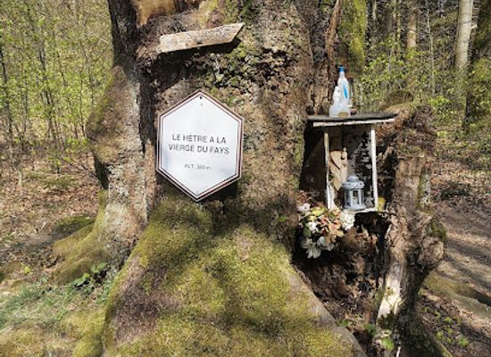 belgium/la-roche-en-ardenne/attraction/le-hetre-a-la-vierge-du-fays