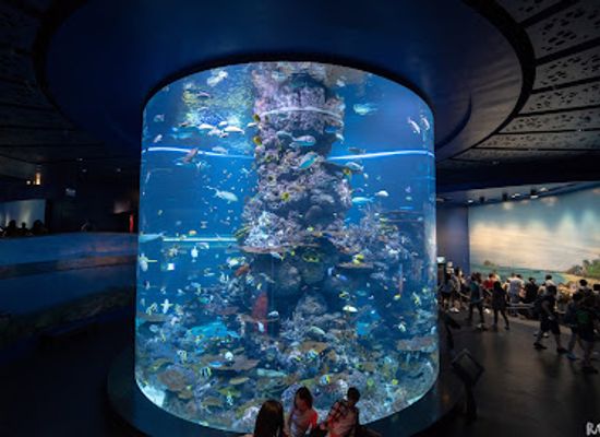singapore/sentosa/attraction/marine-life-park