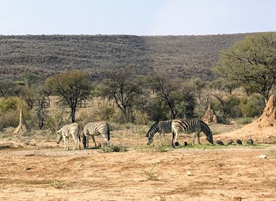 namibia/spitzkoppe/attraction/okonjima-nature-reserve