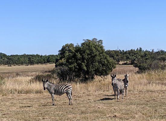 zimbabwe/mashonaland-west/attraction/haka-camp-game-park