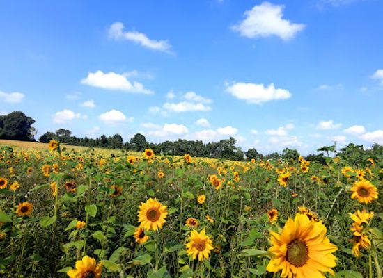ireland/county-meath/attraction/grove-gardens