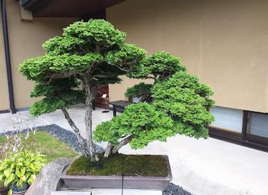 japan/tokyo/attraction/omiya-bonsai-village
