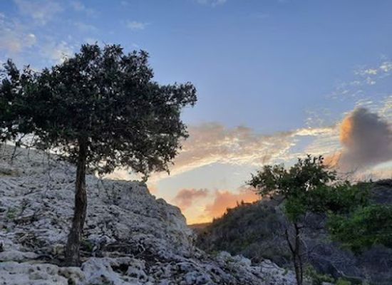 aruba/mangel-halto/attraction/rooi-tambu-trail