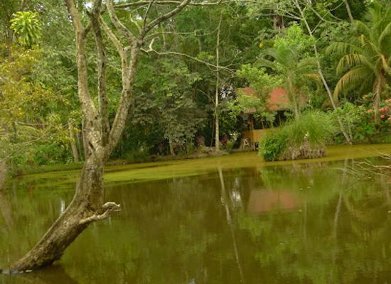 peru/ucayali/attraction/turistico-biokuka-botanical-garden