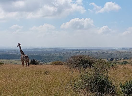 kenya/nairobi/attraction/nairobi-national-park