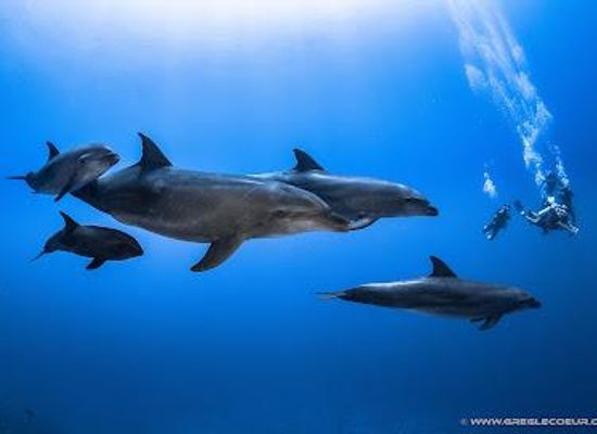 french-polynesia/rangiroa/attraction/topdive-rangiroa