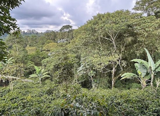 colombia/coffee-axis/attraction/el-palacio-ranch