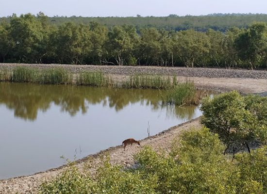 bangladesh/sundarbans-national-park/attraction/sajnekhali-watch-tower