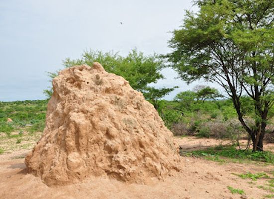 ethiopia/tigray-region/attraction/kafta-sheraro-national-park