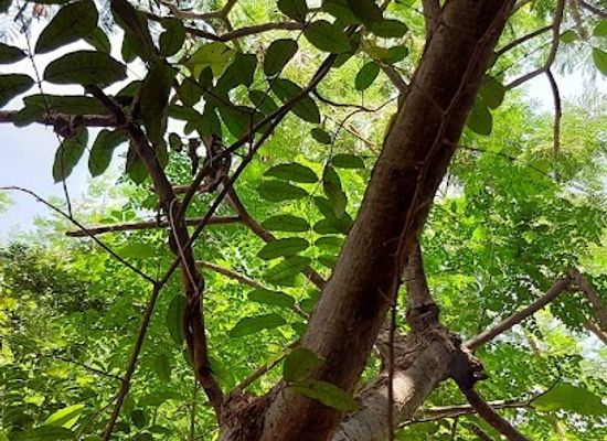 the-gambia/tendaba-camp/attraction/botanical-garden-kerr-sering