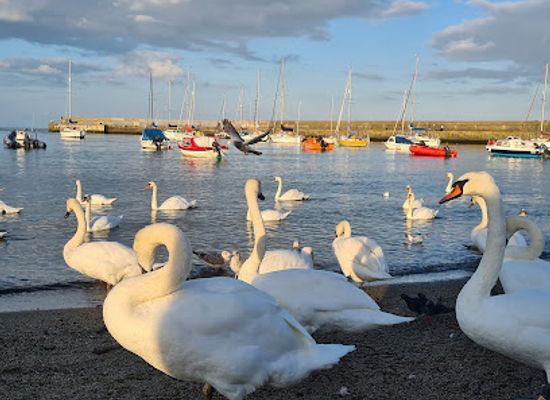 ireland/bray/attraction/swan-sanctuary