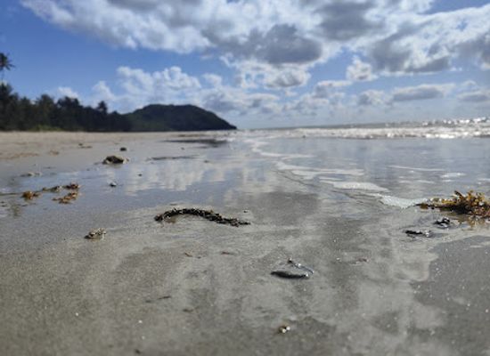 australia/cape-tribulation/attraction/jordan-blockey-cape-trib-tour-guide