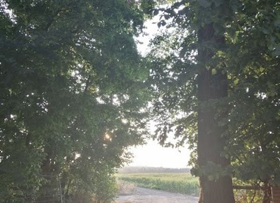 spain/madrid/attraction/ruta-de-paseo-de-los-platanos