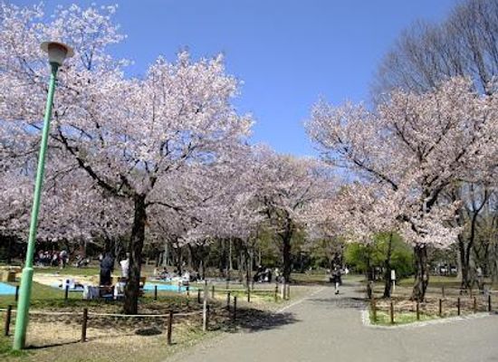 japan/sapporo/attraction/maruyama-park