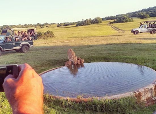 south-africa/eastern-cape/attraction/schotia-safaris-private-game-reserve