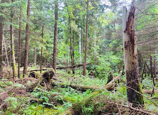 poland/podlachia/attraction/wysokie-bagno-nature-reserve