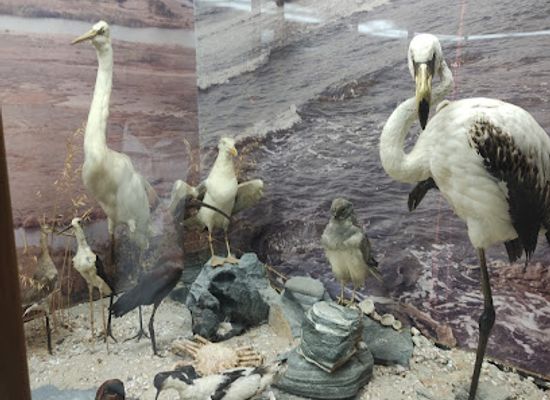greece/east-macedonia-and-thrace/attraction/natural-history-museum