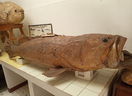 madagascar/atsimo-andrefana/attraction/musee-rabesandratana