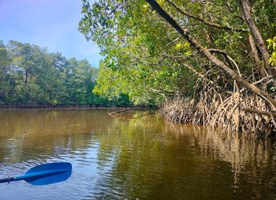 malaysia/kuantan/attraction/fireflies-watching-kelip-kelip-cherating-mangrove-river