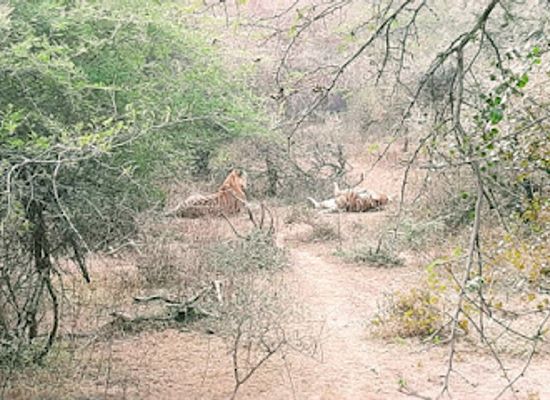 india/ranthambore/attraction/bigstriped-cat-safari-tours