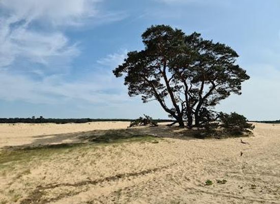 netherlands/arnhem/attraction/het-nationale-park-de-hoge-veluwe