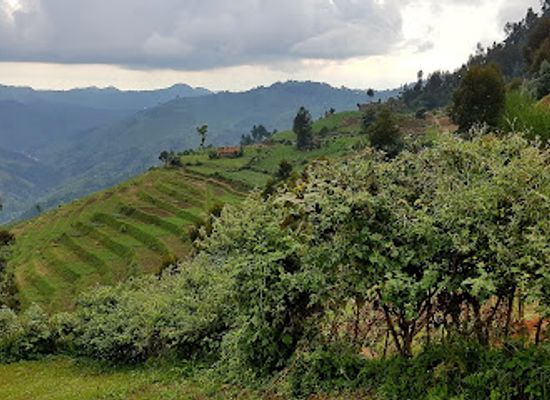 rwanda/karongi/attraction/gishwati-mukura-national-park-and-biosphere-reserve