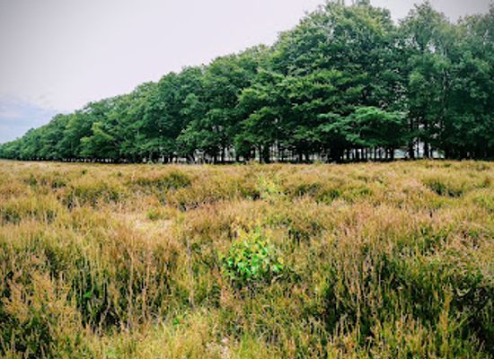 netherlands/gooi/attraction/goois-natuurreservaat-westerheide