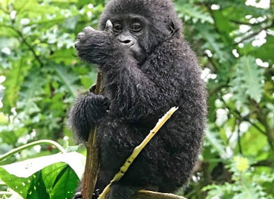 uganda/kampala/kololo/attraction/african-expert-safaris