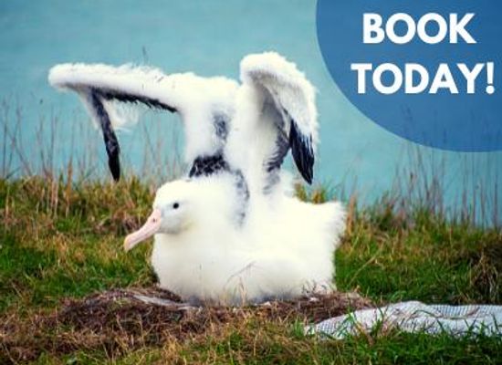 new-zealand/dunedin/attraction/royal-albatross-centre