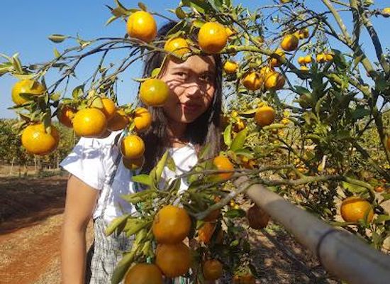 myanmar-burma/pyin-oo-lwin/attraction/htoo-orange-farm