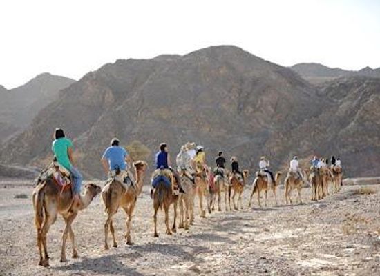 jordan/aqaba/attraction/camel-ranch-eilat