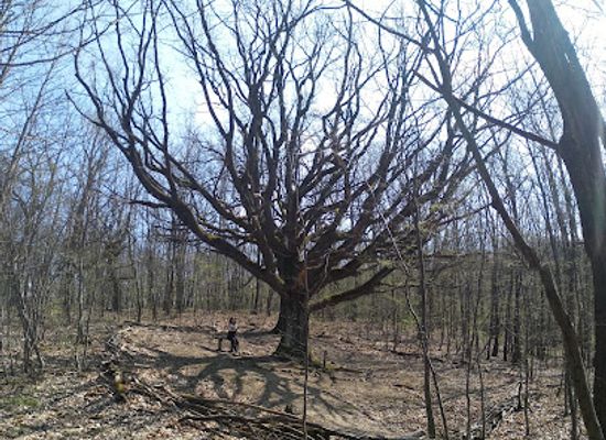 hungary/pilis-mountains/attraction/vedett-idos-fa