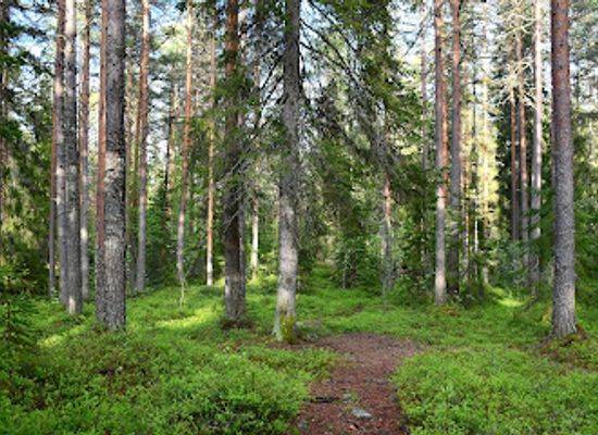 finland/savonlinna/attraction/talvisalo-forest-trails